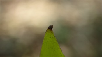 The true leaf reduced into the “tiny black spots” locating at the end of phyllode.