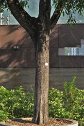 Trunk of <em>Acacia auriculiformis</em> A. Cunn. ex Benth.