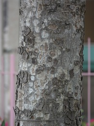 Bark of trunk brownish grey, cracked in scales.