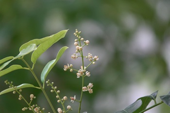 花白色。雄蕊管甕缸狀，內有紅色花盤，像花瓣上坐了一個茶壺。