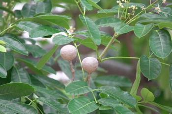 Capsule globose.