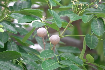 蒴果球狀。