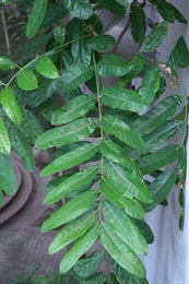 Evenly pinnate, leaflets oblong to elliptic, apex rounded and mucronate.