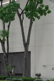 Trunk of <em>Khaya senegalensis</em> (Desr.) A. Juss.