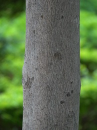主幹樹皮黑褐色，上有凸出褐色的皮孔條痕。