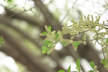 花綠色，細小，排成穗狀花序，腋生，直立。雄蕊伸出花冠外，花序猶如毛毛蟲。