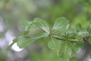 常3至7塊葉叢生於短枝頂端。