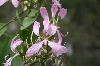 花瓣5片，具長瓣柄（亦稱之為爪），近等大，狹披針形，最上方的花瓣倒披針形。此植株的花瓣為淺粉紅色，基部白色。