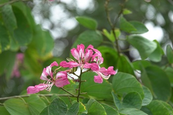 留意紅花羊蹄甲的花色有深淺差異。此植株的花瓣為桃紅色。