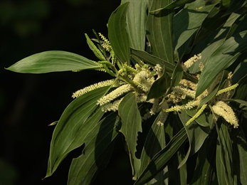 花奶白色，多朵排成穗狀花序。雄蕊多數、伸出。給人的感覺毛茸茸的，像做美勞的毛絨鐵線。