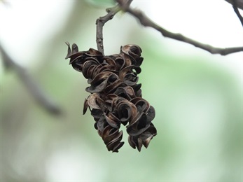 莢果線形，成熟時螺旋狀捲曲，黑褐色，木質。
