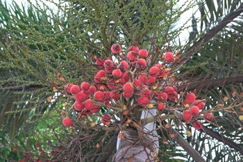 成熟時紅色，有如紅雞蛋。