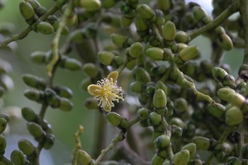 花黃綠色，花萼及花瓣各3塊。圖中為雄花。