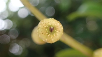 細葉榕的無花果（結構為隱頭花序），扁球體。