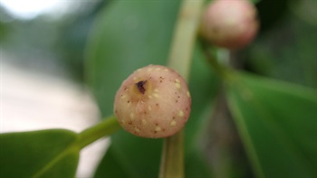 細葉榕的榕果（結構為聚合瘦果）。