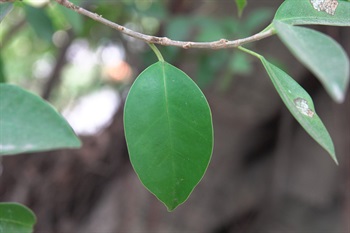 葉橢圓形至倒卵形，深綠色，葉尖鈍尖。