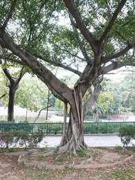 細葉榕的樹幹。