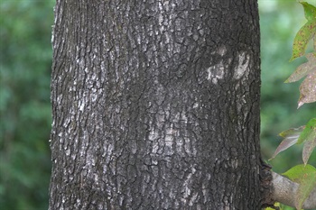 主幹樹皮灰褐色，常呈方塊狀裂開，或剝落。