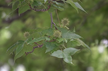 Inflorescence of female flowers of <em>Liquidambar formosana</em> Hance.