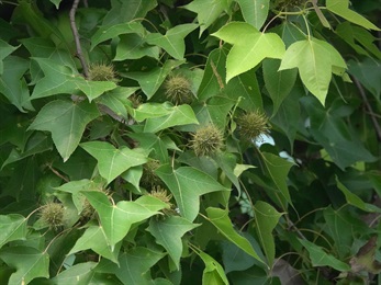 Immature infructescence.