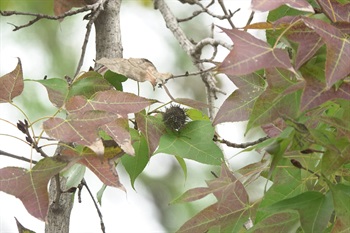 Infructescence globose, woody, brown when mature.