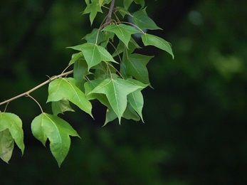 Palmately 3-lobed, base cordate, apex caudate-acuminate, margin serrate. Central lobe comparatively larger and longer, two lateral lobes spreading. In April, the leaves are green.