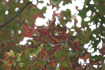 Leaves turn red in December.