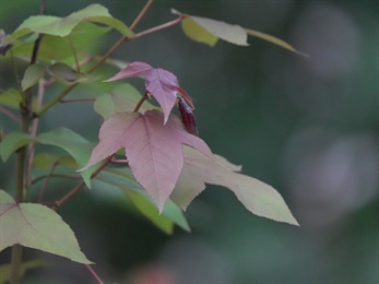 Young leaves reddish.