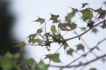 Inflorescence of male flowers of <em>Liquidambar formosana</em> Hance.