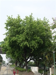 Overview of <em>Liquidambar formosana</em> Hance. In April, the leaves are green.