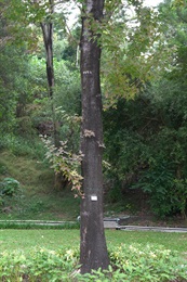 Trunk of <em>Liquidambar formosana</em> Hance.