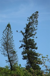 柱狀南洋杉有朝赤道傾斜的習性。