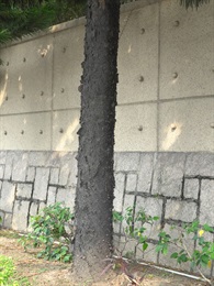 柱狀南洋杉的樹幹。