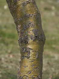 主幹樹皮平滑，淡綠色至灰綠色。