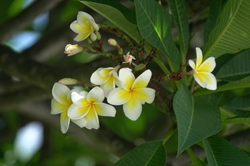 白花黃心的栽培種。花冠裂片5塊，闊倒卵形至狹倒卵形，向左覆蓋排列，花冠內面基部黃色。