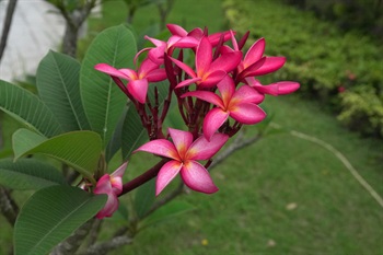 紅花黃心的栽培種，花冠內面基部黃色。花冠漏斗狀，花冠筒窄。