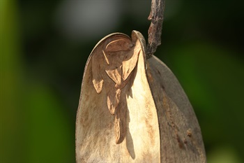 種子長圓形，扁平，頂端具膜質的翅。