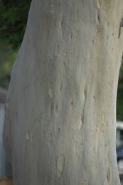 主幹樹皮灰白色，光滑，常具臍孔狀凹陷。