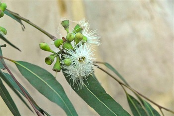 花蕾結構特殊，半球形的萼管及半球形的帽狀體合生成一倒置水滴狀的花蕾。開放時帽狀體脫落。雄蕊多數，白色，伸出花冠。