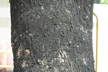 主幹樹皮褐色，粗糙。