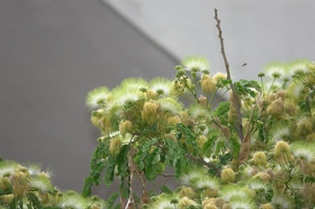 黃綠色，帶香氣。雄蕊多數，伸出花冠外。花絲上部黃綠色，基部白色。形態有如被長毛的綠白色毛毛球。開花時吸引昆蟲採蜜。