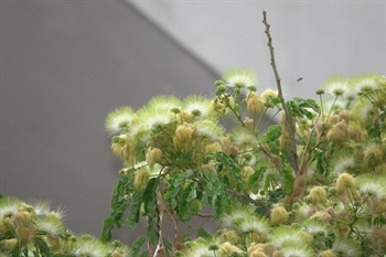 Yellowish green, fragrant.  Stamens many, exserted from corolla. Filaments yellowish green at upper portion, white at base. The morphology of inflorescence is like a green-and-white pompom with long hairs. It attracts insects to collect nectars when it blossoms.