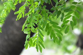 Evenly bipinnate, pinnae 2 to 4 pairs, with 4 to 8 pairs of leaflets on each pinna.