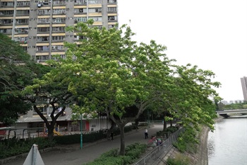 Overview of <em>Albizia lebbeck</em> (L.) Benth.