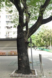 Trunk of <em>Albizia lebbeck</em> (L.) Benth.