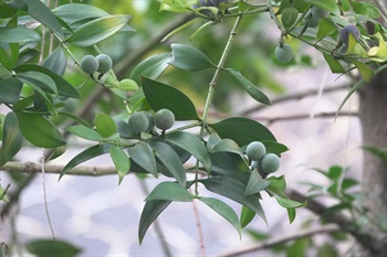 雌球花單生，圓球狀。