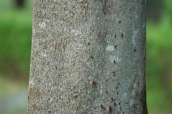 主幹樹皮褐色。