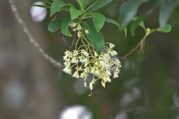 花白色。萼片5塊，披針形。花瓣5塊，倒卵形，瓣端一半呈撕裂狀，裂片10至12片。