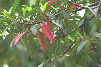 山杜英的葉在落葉前會轉為紅色，能營造出萬綠叢中一點紅的景象。側脈5至6對，葉底凸起，葉面不明顯。