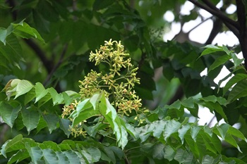 花瓣5塊，黃色或略帶紫色，長圓形。雄蕊管圓筒形，頂端截平，有如花的中央坐了一個哨子。